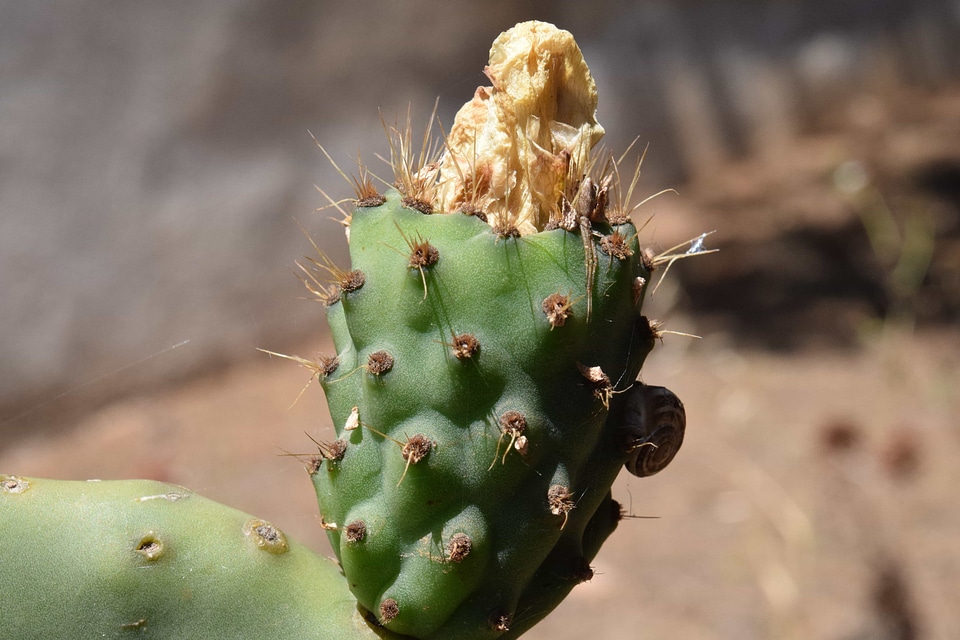 Agave Asparagaceae beautiful photo cactus