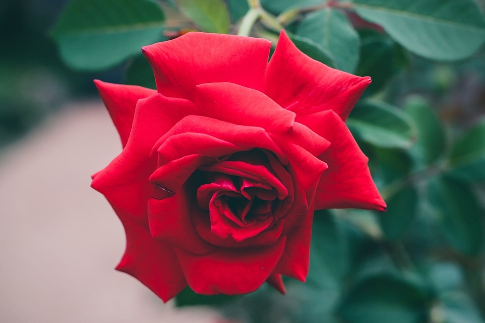 Beautiful beautiful flowers beautiful photo