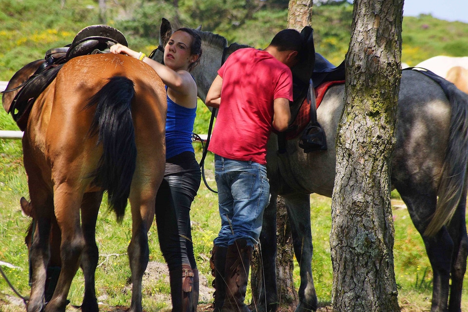 Agriculture animal cavalry