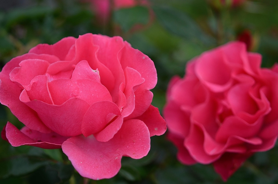Beautiful Flowers beautiful photo bloom