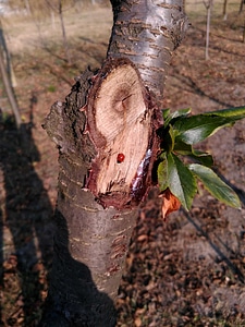 Animal arthropod bark