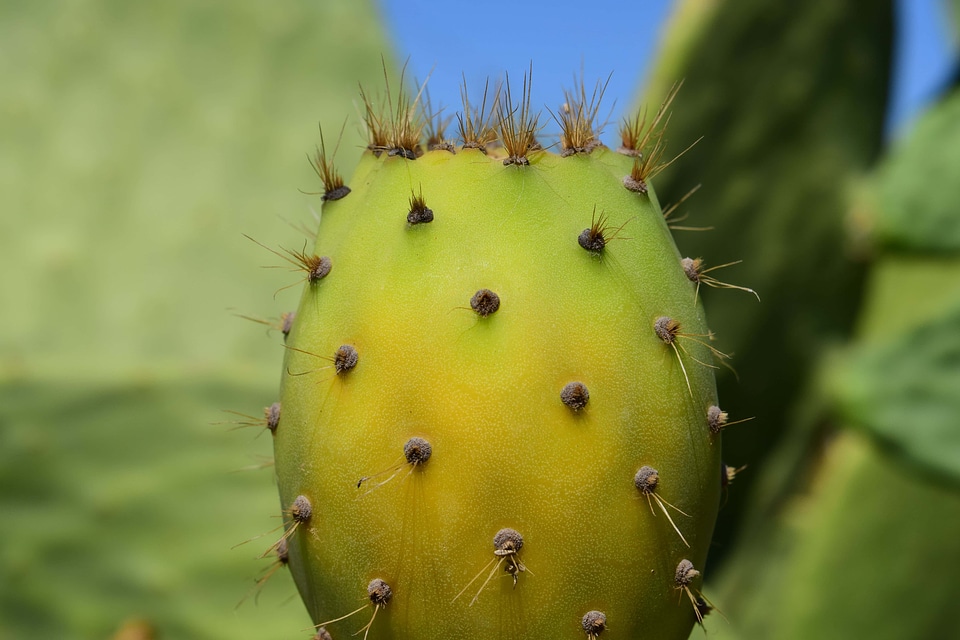 Agave Asparagaceae cactus dark green