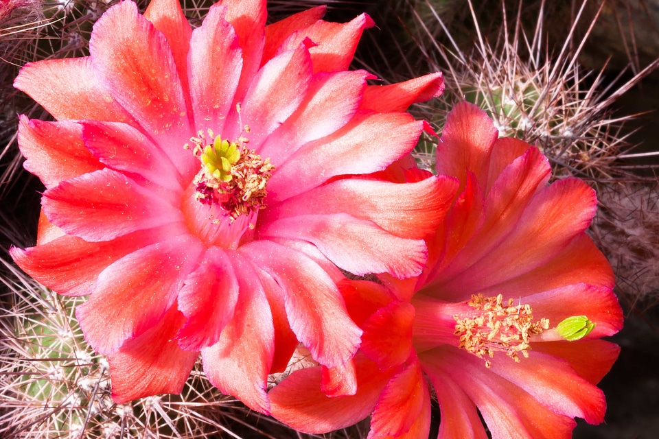 Beautiful beautiful flowers beautiful photo