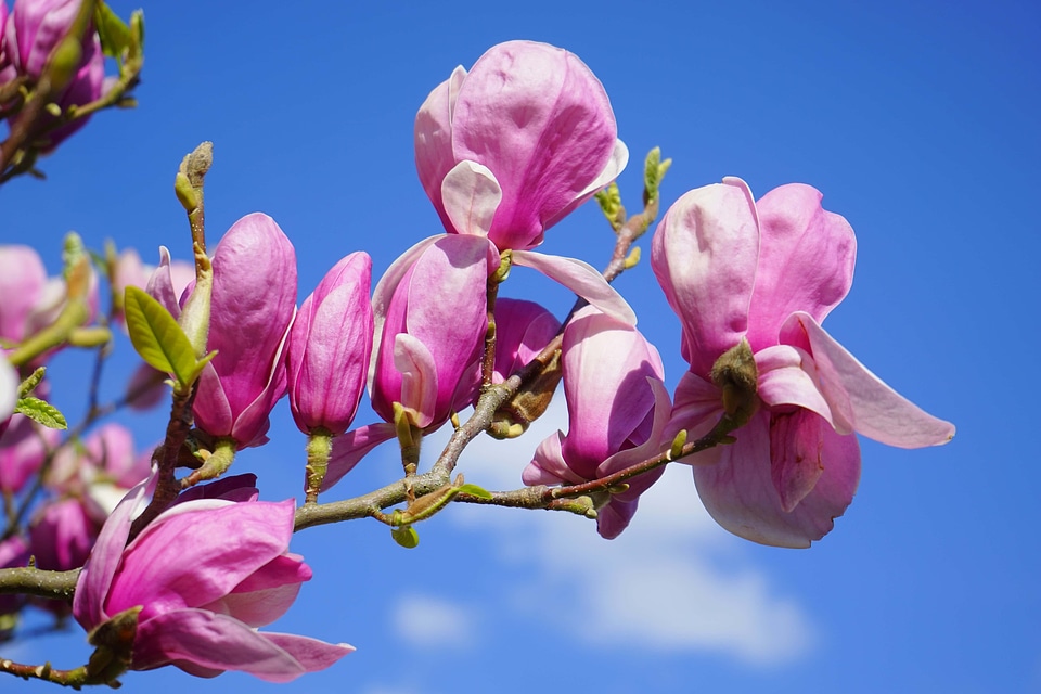 Beautiful beautiful flowers bloom
