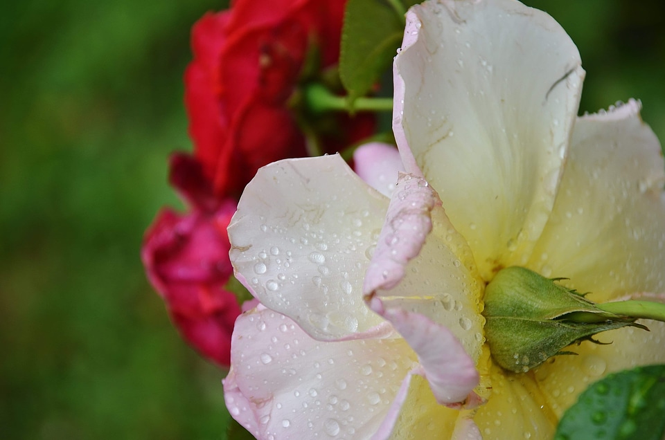 Beautiful beautiful flowers bloom