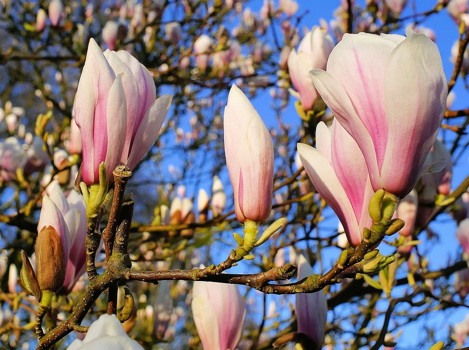 Beautiful Flowers bloom blooming