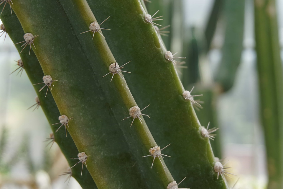 Agave Asparagaceae cactus dark green