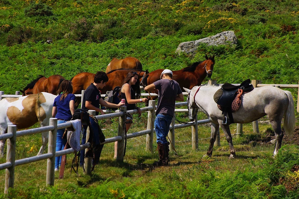 Animal animals cavalry
