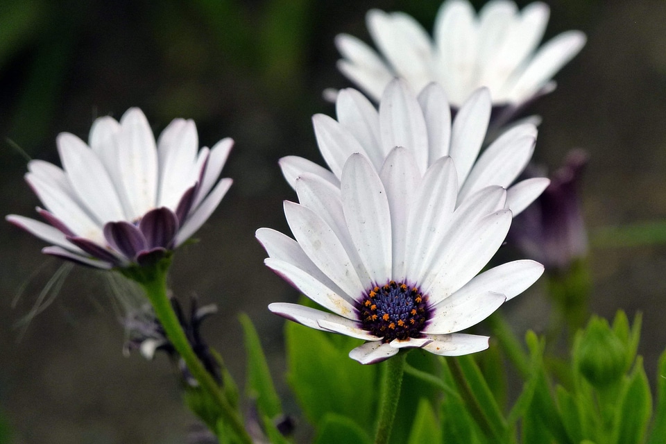 Beautiful beautiful flowers bloom