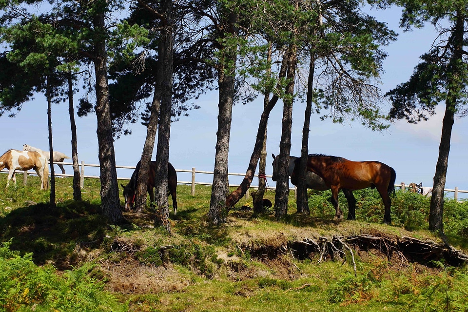 Agriculture animal cavalry