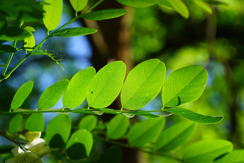 Branch dark green ecology