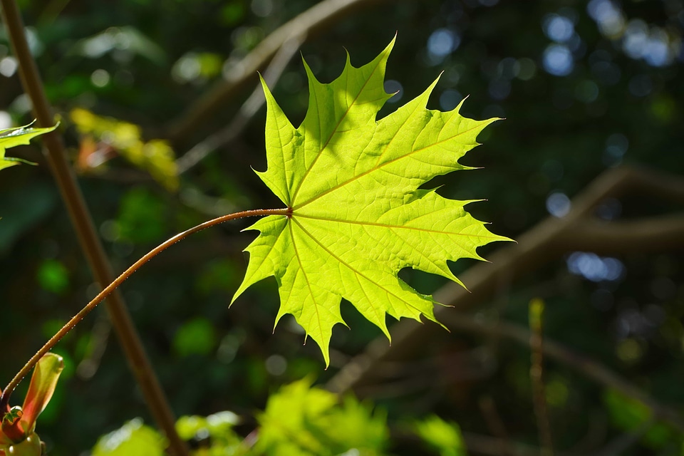 Autumn autumn season branch