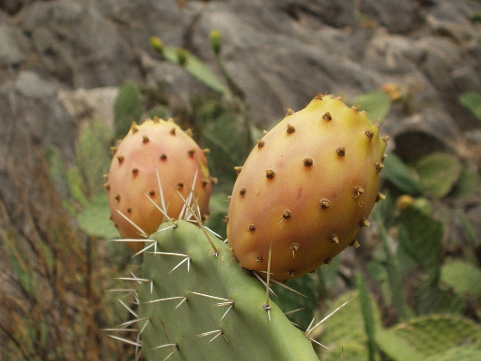 Cactus ecology environment