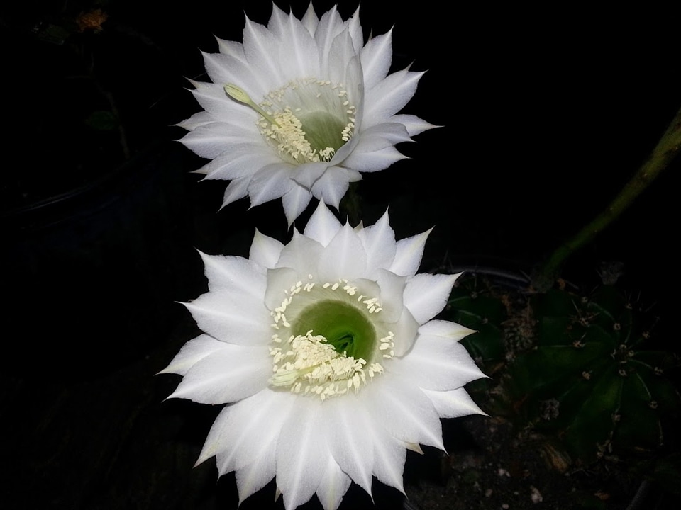 Beautiful beautiful flowers bloom