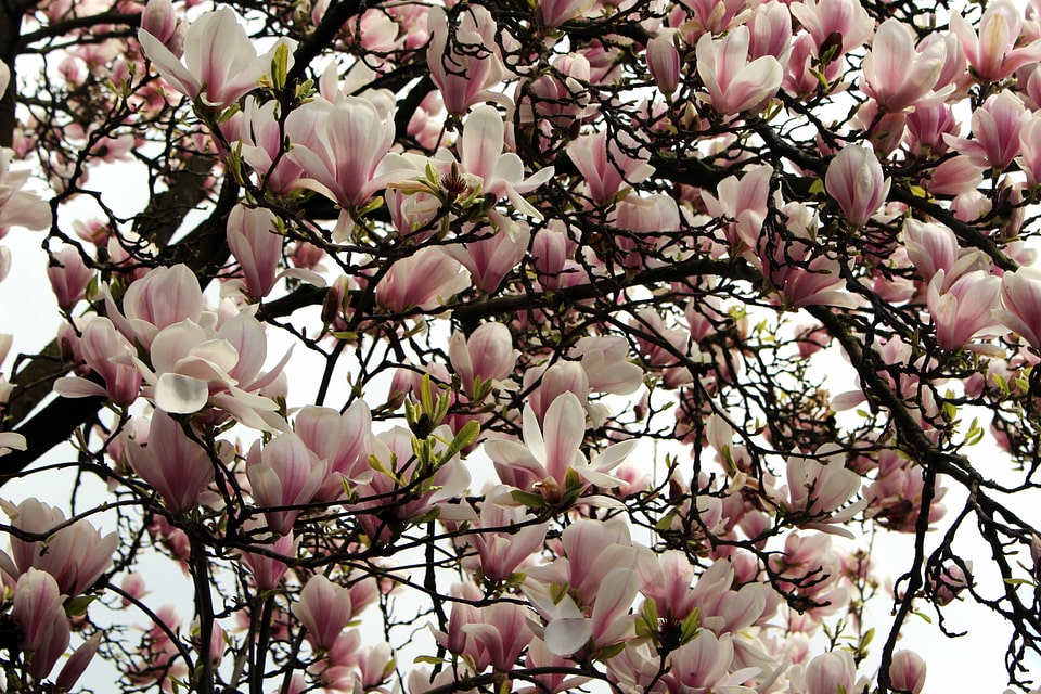 Beautiful Flowers beautiful photo bloom