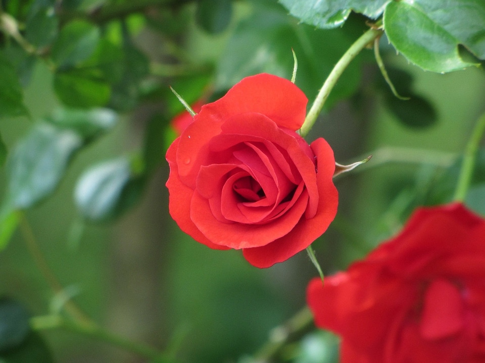 Beautiful Flowers beautiful image beautiful photo