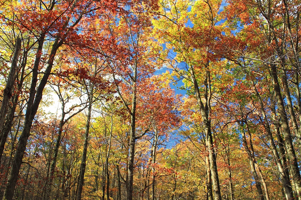 Autumn autumn season birch