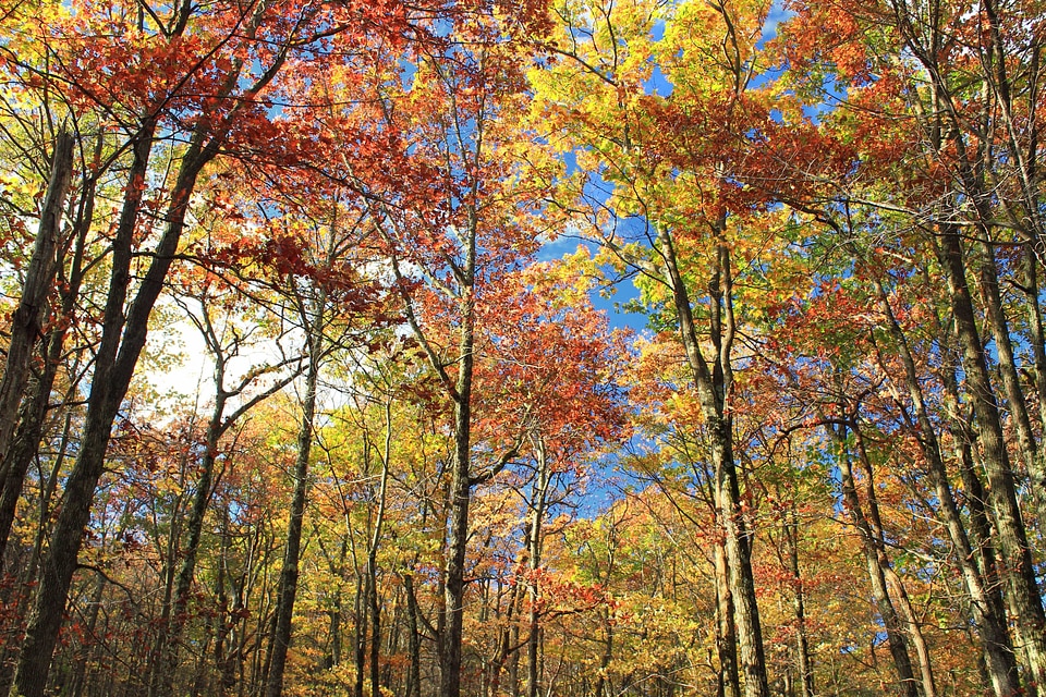 Autumn autumn season birch photo