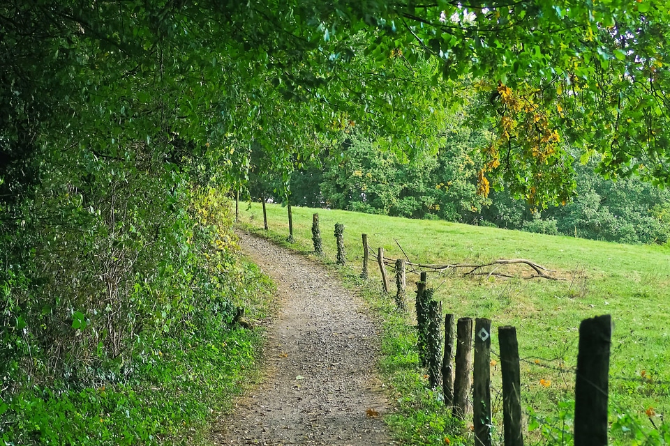 Branch countryside ecology