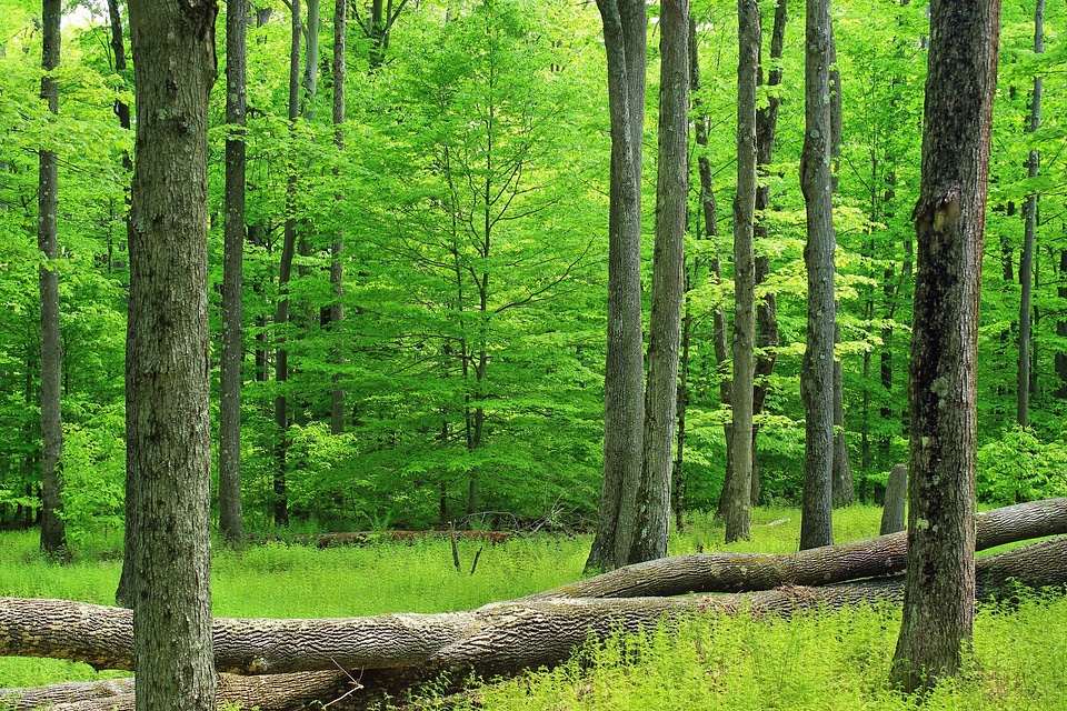 Area dark green daylight