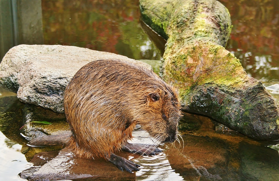 Rodent aquatic animal rat