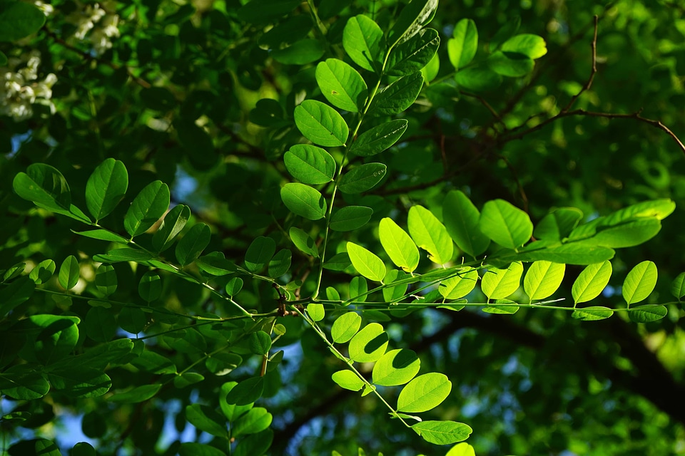 Branch dark green ecology