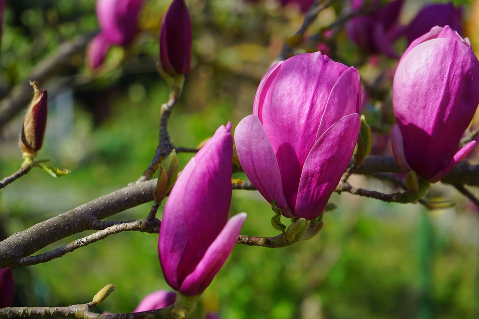 Beautiful beautiful flowers beautiful photo
