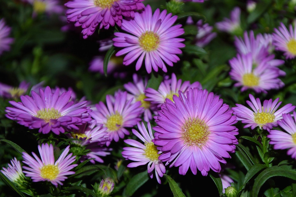 Beautiful beautiful flowers beautiful photo