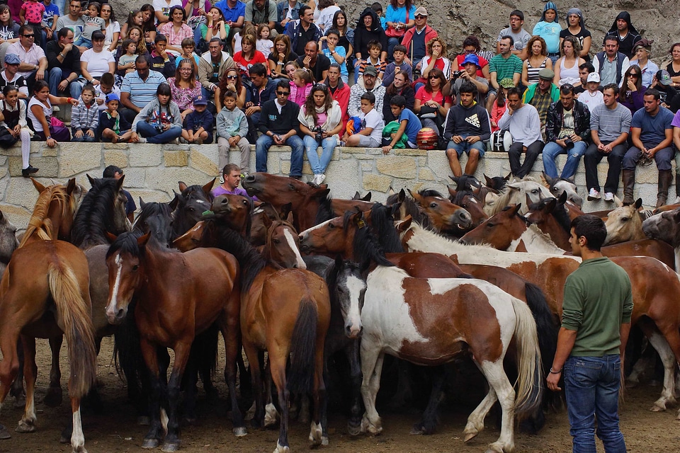 Animal animals cattle