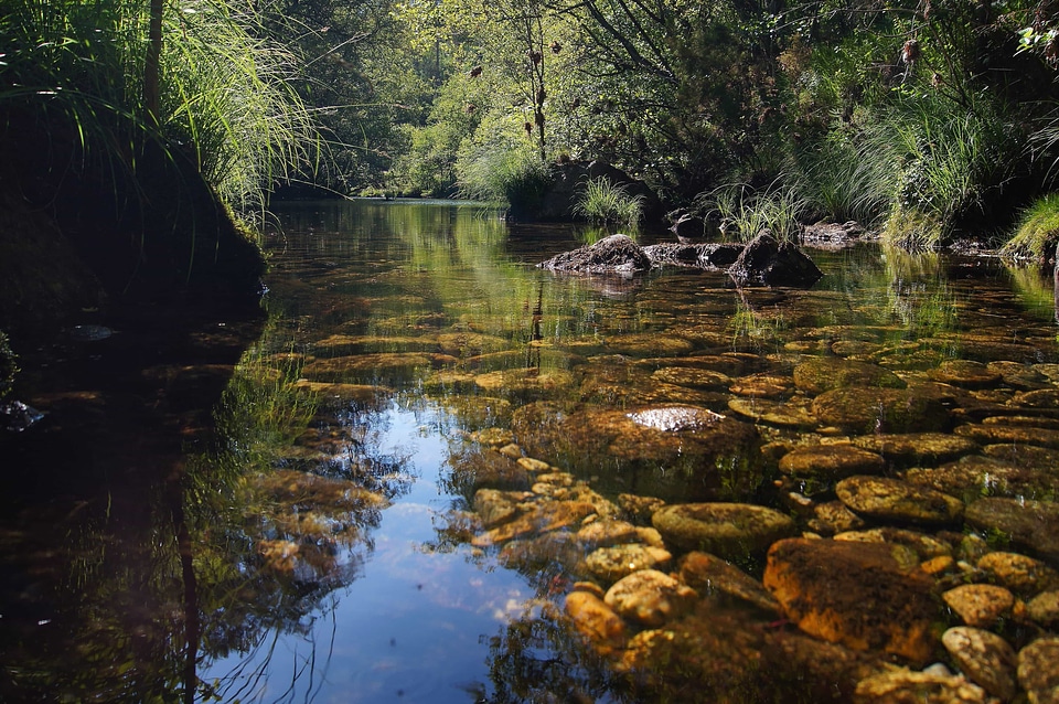 Creek ecology environment