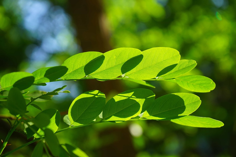 Branch dark green ecology