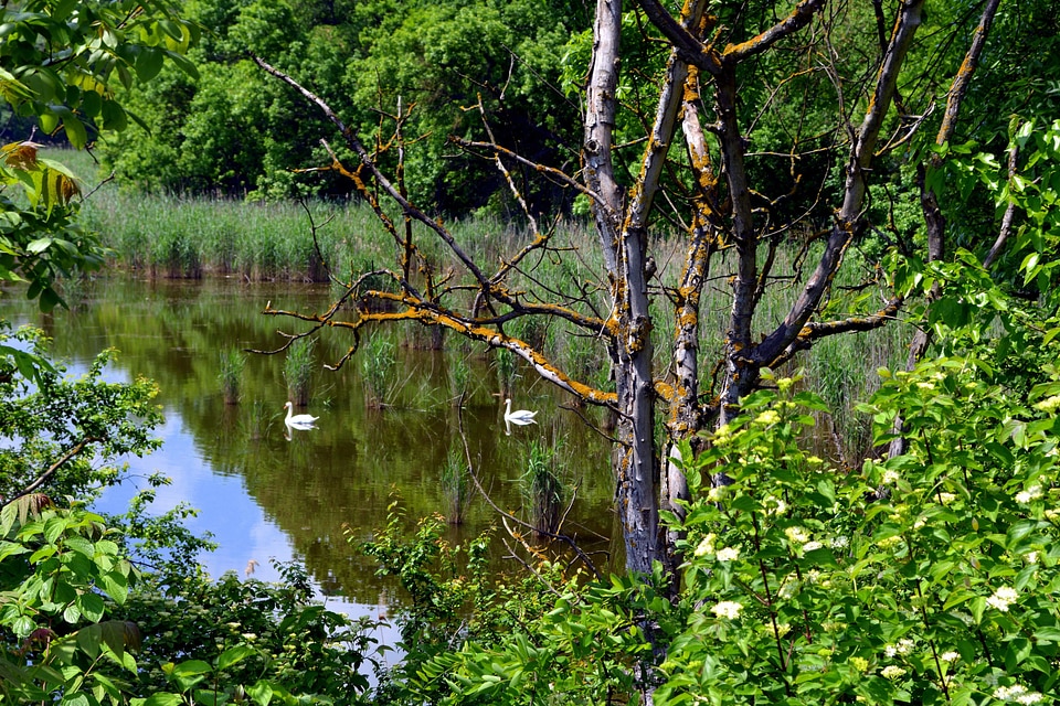 Birch branch ecology