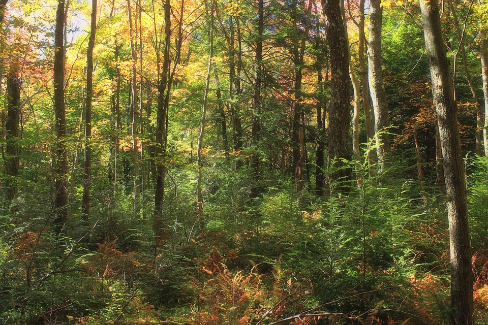 Autumn birch branch