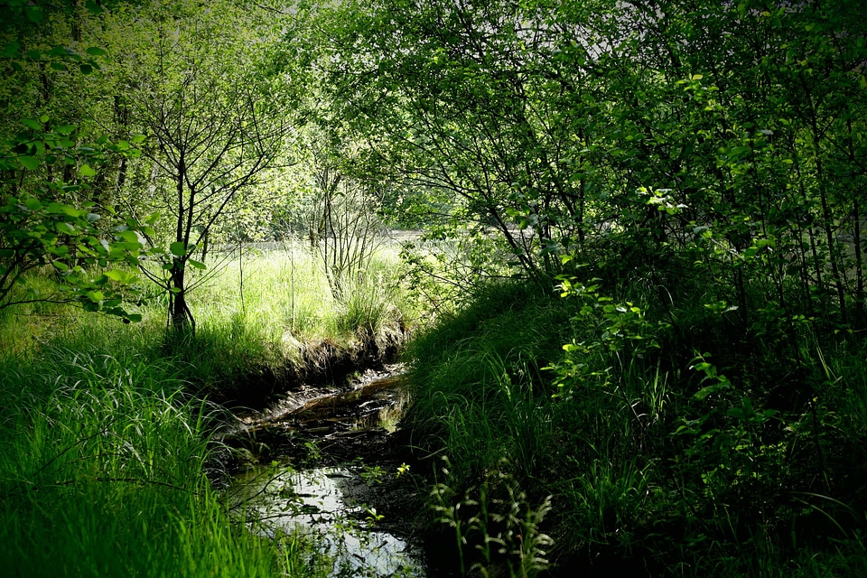 Branch dark green ecology