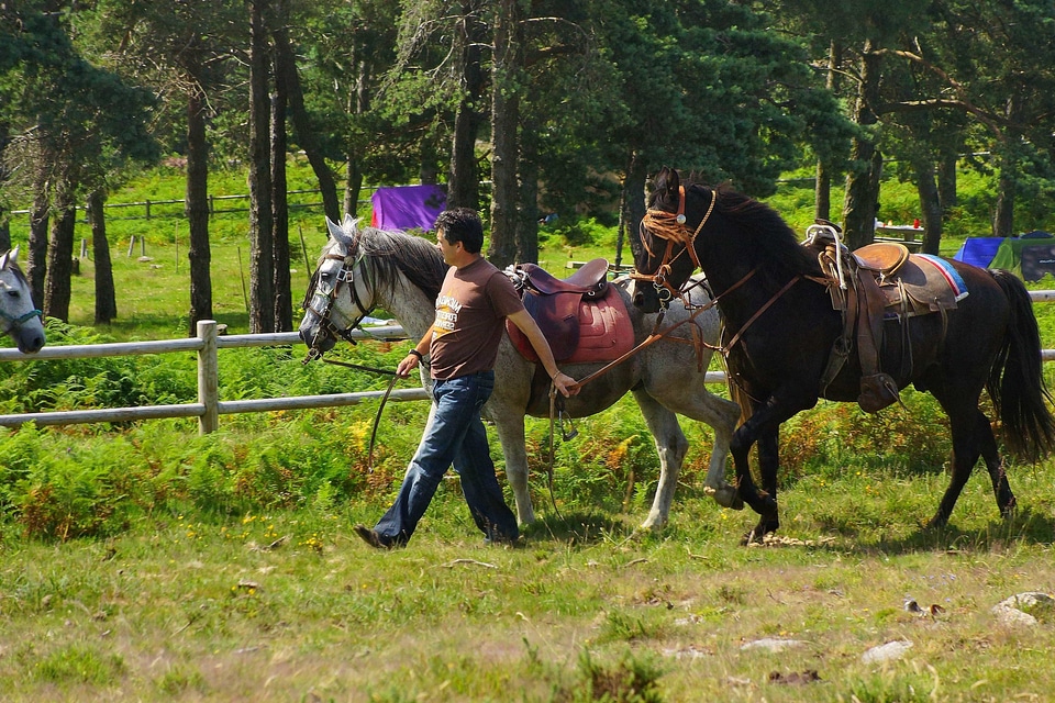 Animal animals cavalry