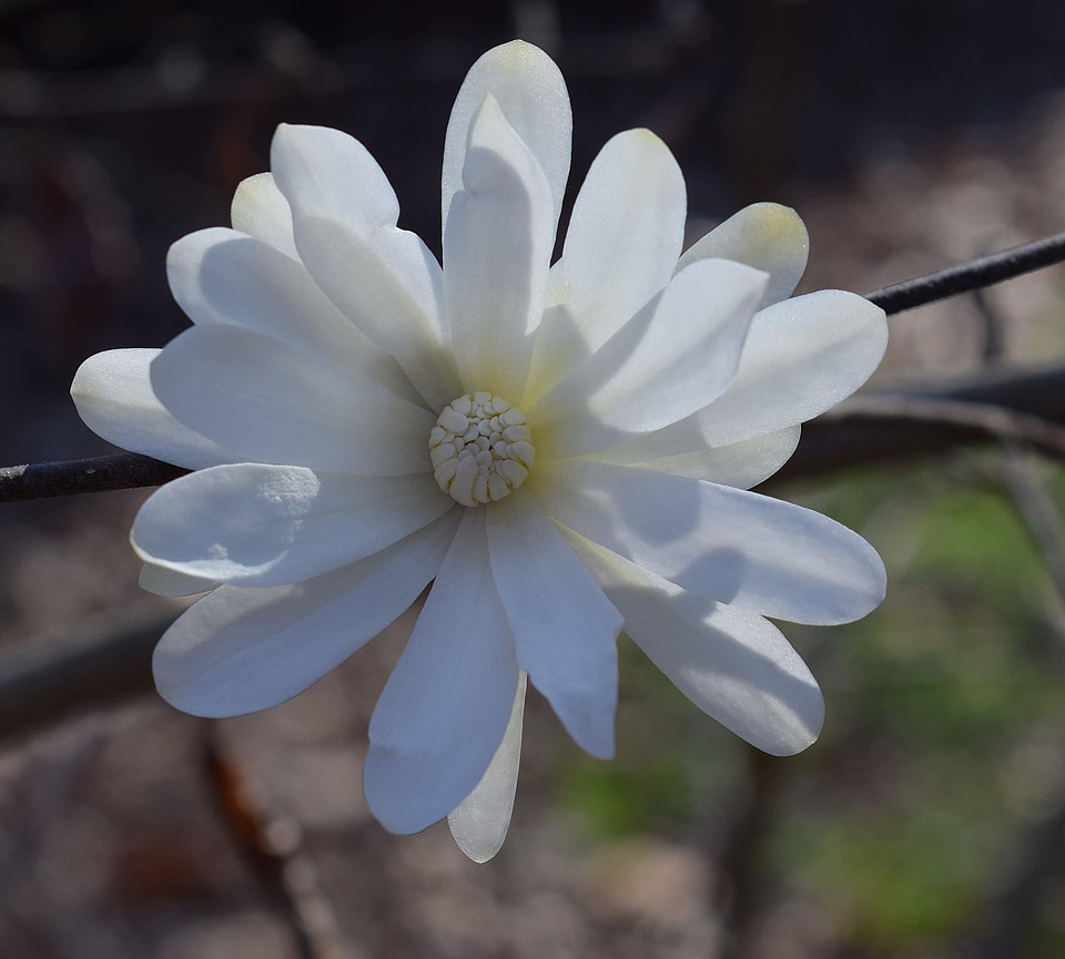 Beautiful beautiful flowers bloom