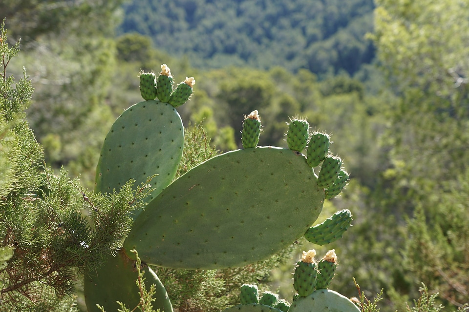 Cactus desert diet