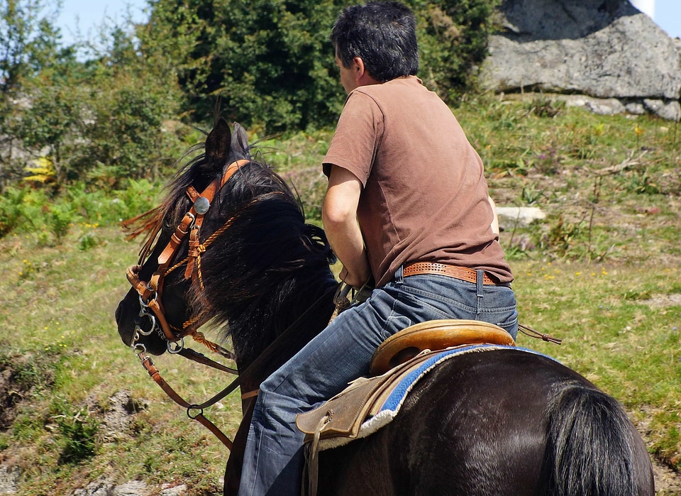 Animal beautiful cavalry