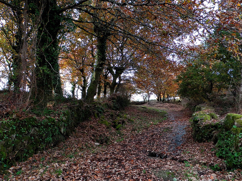Autumn autumn season branch