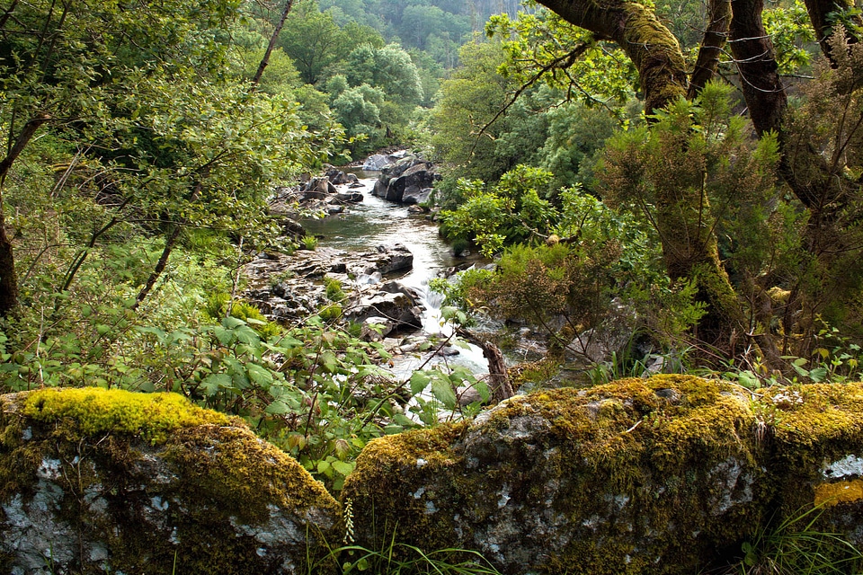 Creek ecology environment