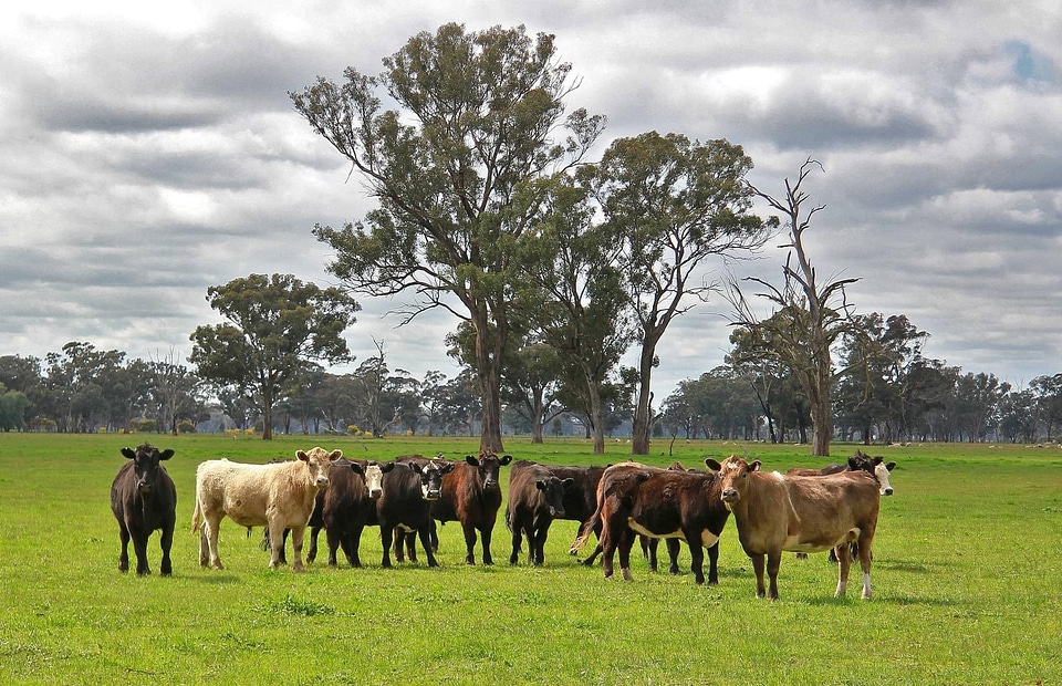 Agriculture animal animals