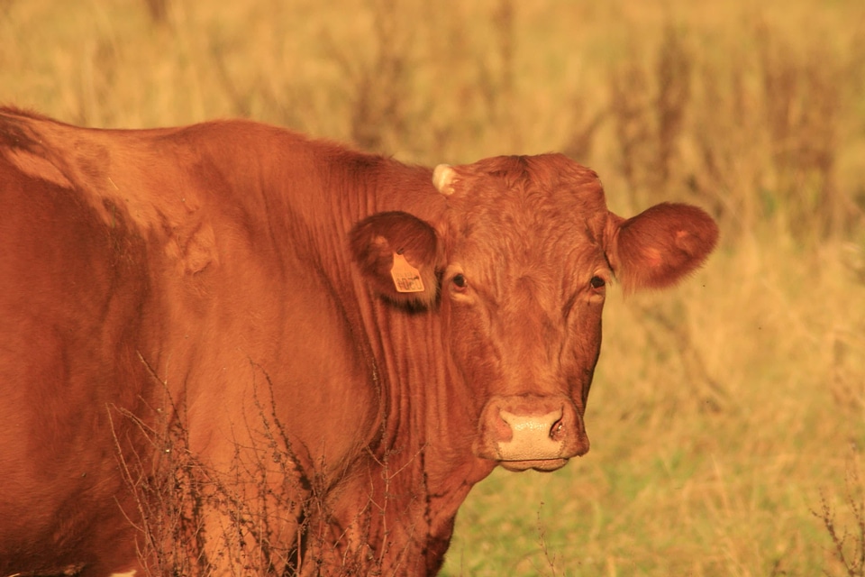 Agriculture animal beautiful photo