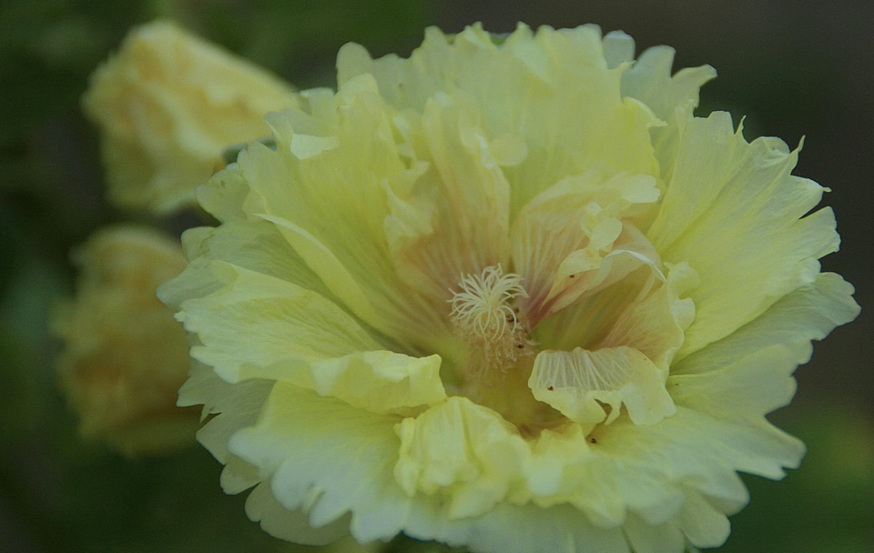 Beautiful beautiful flowers bloom