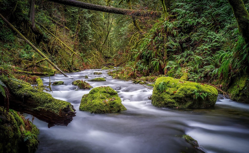 Creek ecology environment