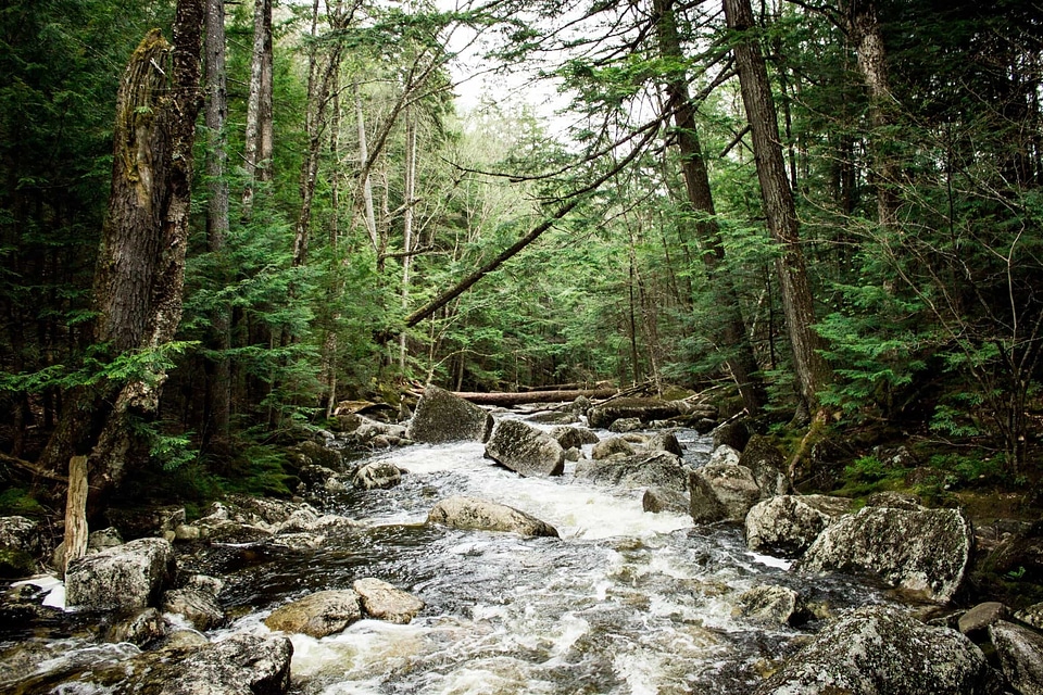 Creek ecology environment