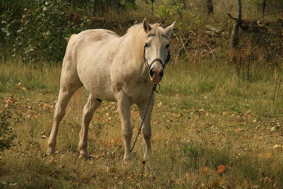 Agriculture animal beautiful photo
