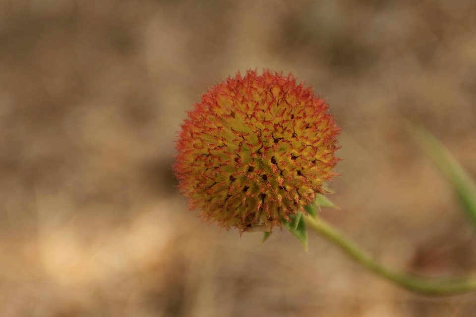 Beautiful Flowers beautiful photo blooming photo