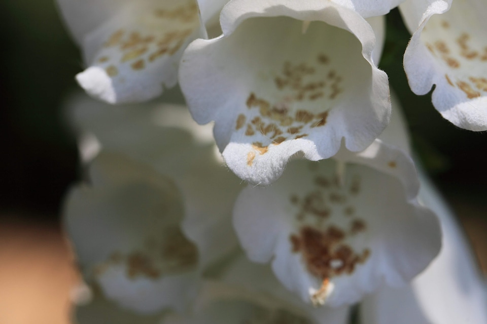 Beautiful Flowers bloom blooming