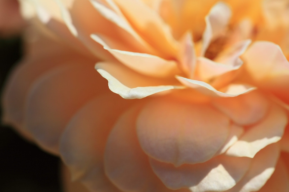 Beautiful beautiful flowers bloom