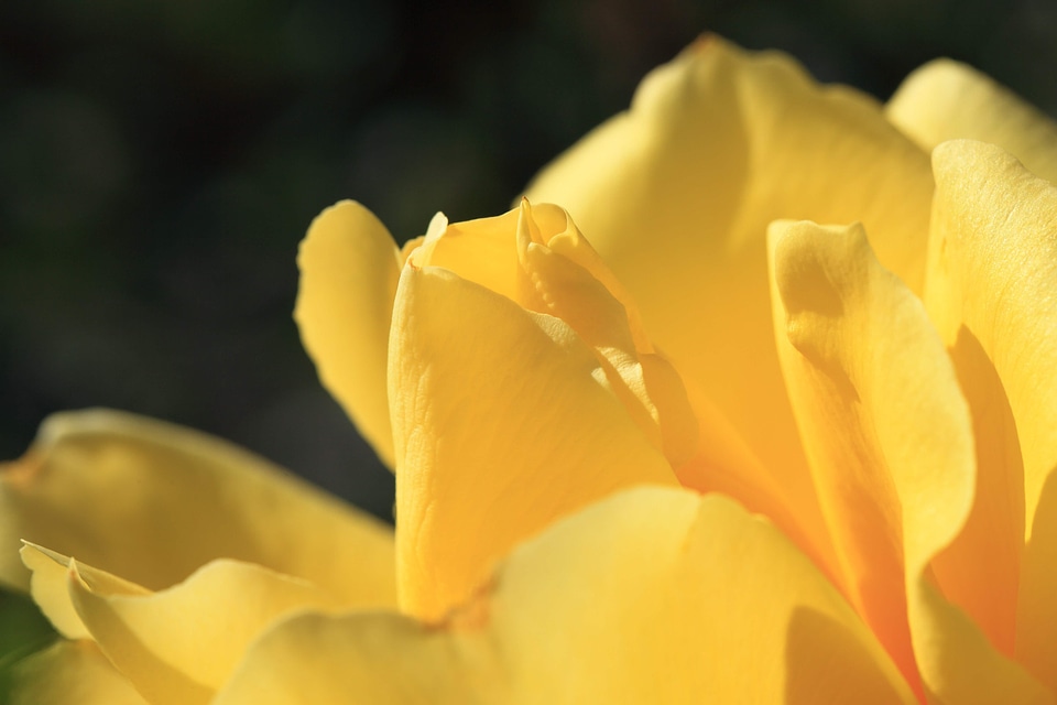Beautiful beautiful flowers bloom
